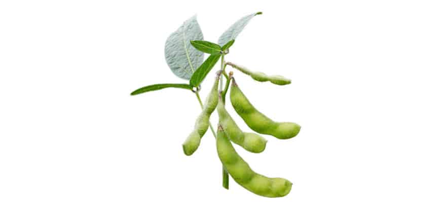 Soja, Sojaprodukten, Choles¬terinspiegel, Blutdruck, Better-Aging-Mittel