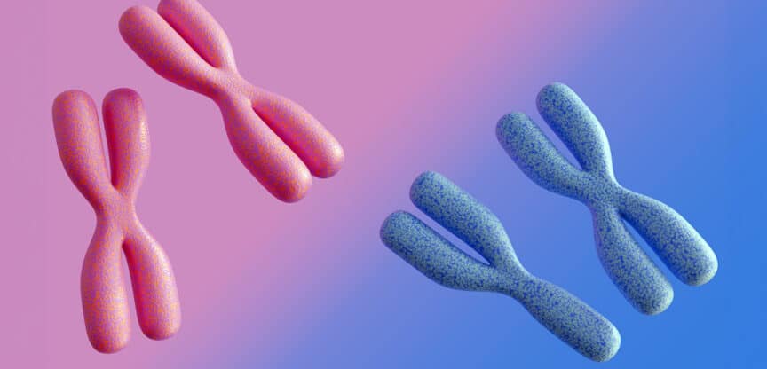 Geschlechtschromosome, sexuelle Fortpflanzung