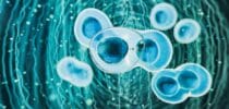 Blutstammzellen Eizellen Tuberkulose