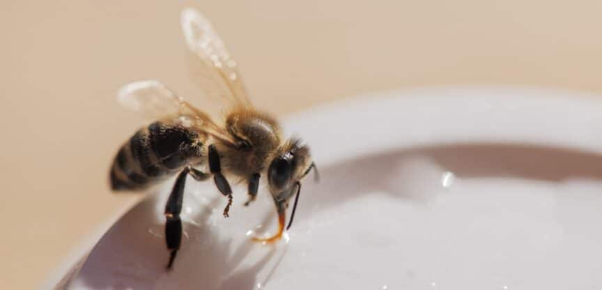 Insekten Stiche Krankheiten