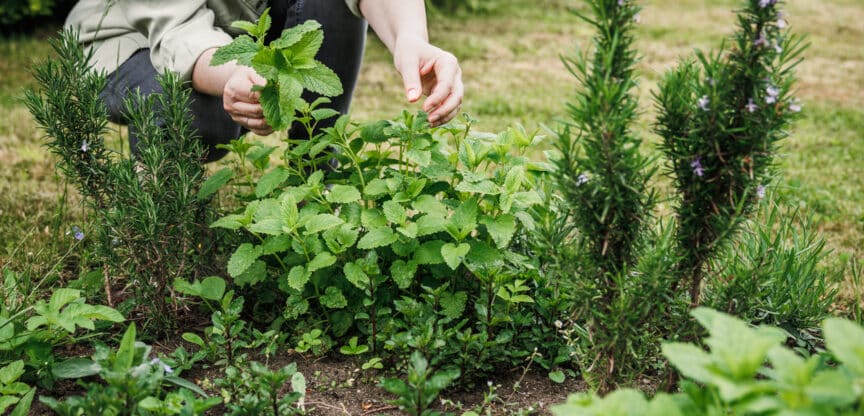 Gartentherapie Pflanzen Natur