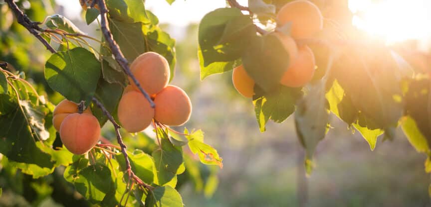 Marille, Vitamin C, Abwehrkräfte, Beta-Carotin