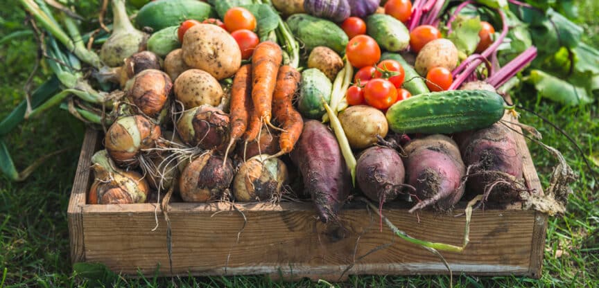 Verdauung, Gesundheit, Wurzelgemüse