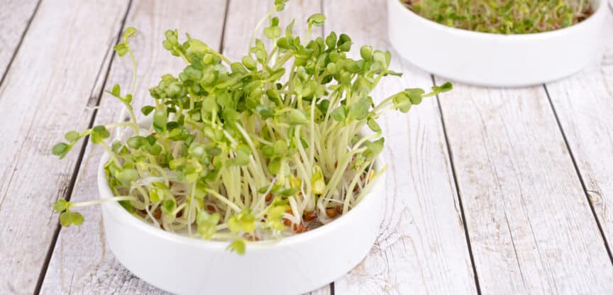 Sprossen Keimlinge Nährstoffbomben Ballaststoffe