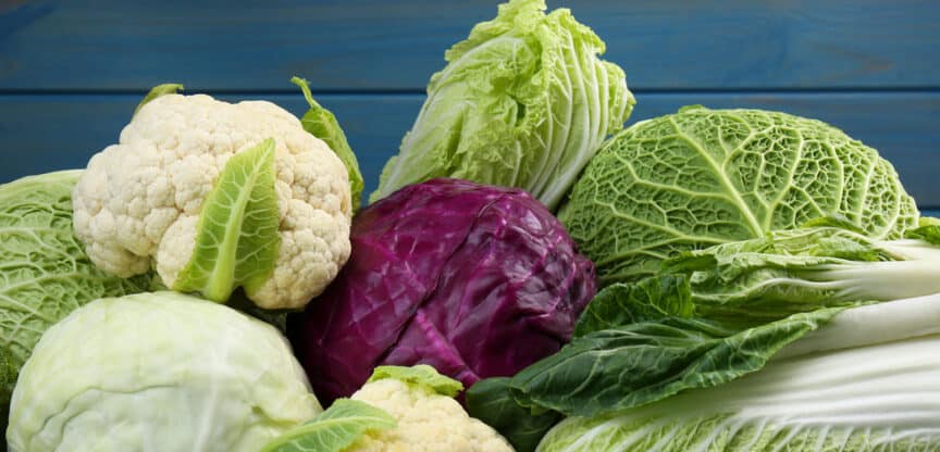 Kohlsorten Immunsystem Vitamine Verdauung