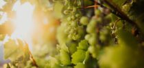 Ernaehrung, Trauben, Vitamine, Mineralstoffe und Aminosäuren