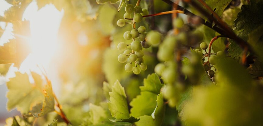 Ernaehrung, Trauben, Vitamine, Mineralstoffe und Aminosäuren