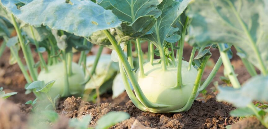 Ernaerung, Reinigung, Entgiftung, Fruehlingsgemuese, TCM-Kueche