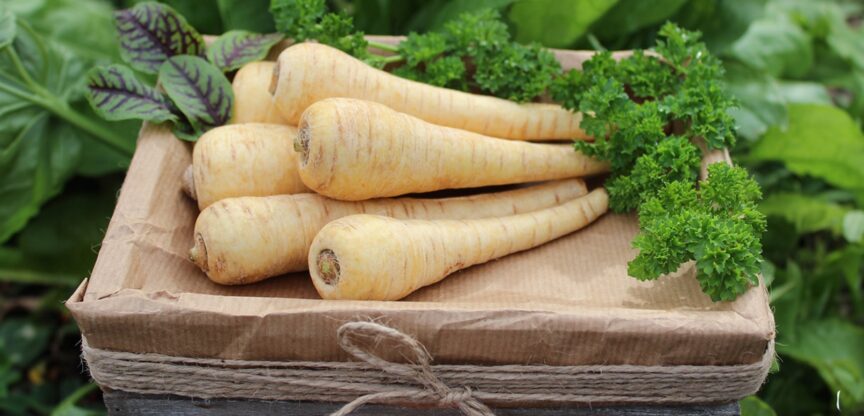 Ernährung, Pastinake, Sättigung, Verdauung, Blutzucker, Immunsystem, antibakterielle Wirkung