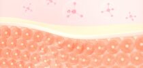 Haut, Sinnesorgan, Schutzmantel, Epidermis, Dermis, Subcutis