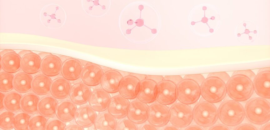 Haut, Sinnesorgan, Schutzmantel, Epidermis, Dermis, Subcutis