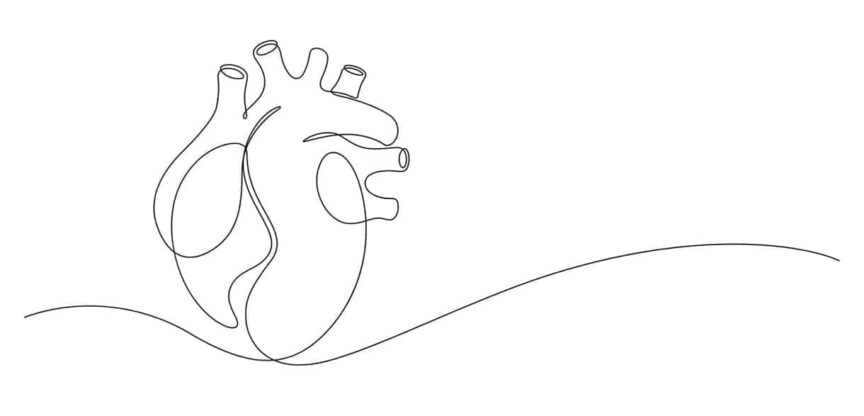 Herz, Sauerstoff, Herzbeutel, Herzscheidewand, Herzklappen Herzmuskelgewebe