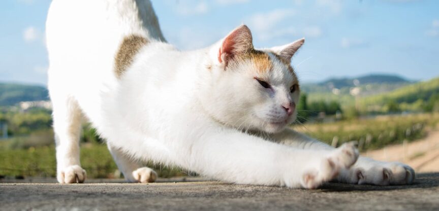 Weißer Kater streckt und dehnt sich genüsslich.