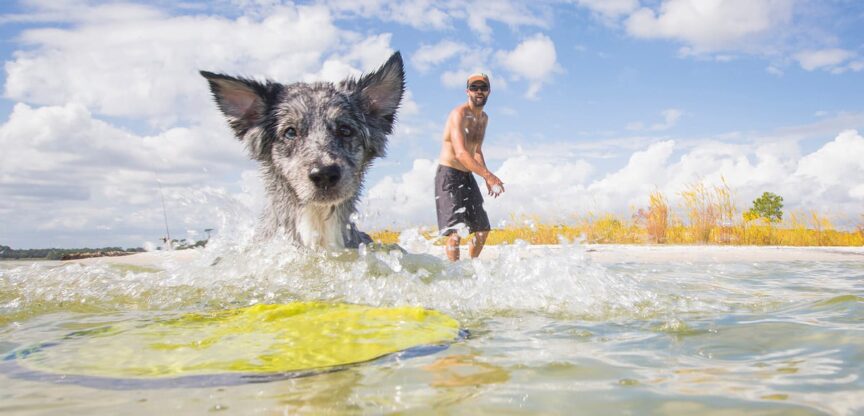 Hund schwimmt im Meer, um Frisbee zu apportieren.