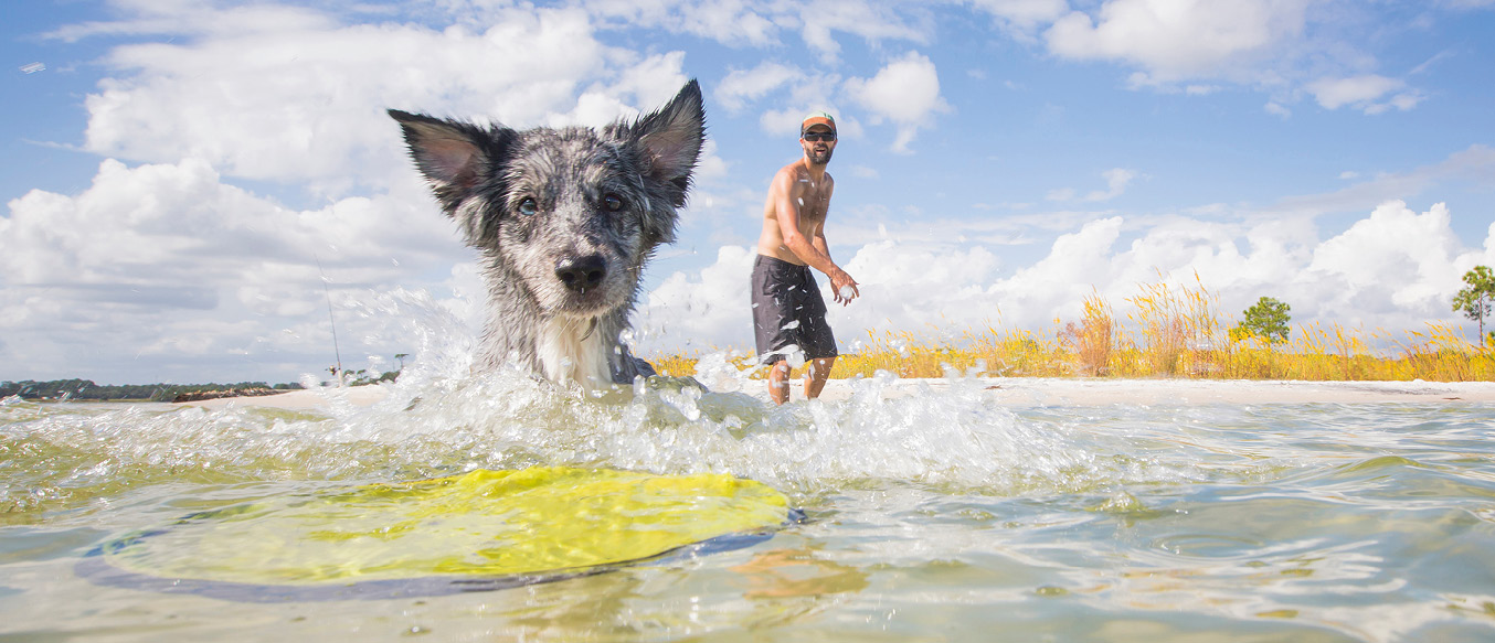 Hund schwimmt im Meer, um Frisbee zu apportieren.