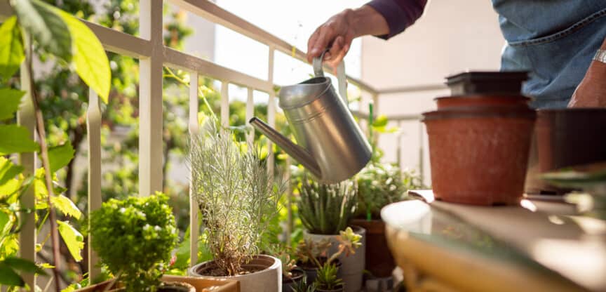 Pflanzen Balkon Terrasse Grünoase