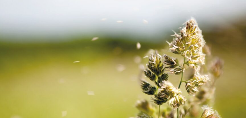 Blühendes Gras mit wehenden Samenkörnern.