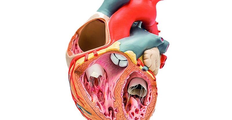 herzklappen