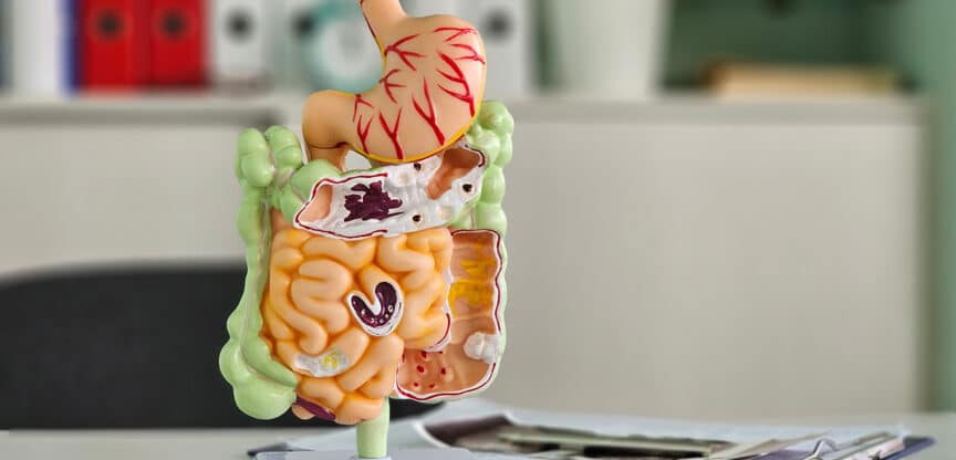 Anatomisches Modell des menschlichen Verdauungssystems auf einem Schreibtisch in einer Arztpraxis.
