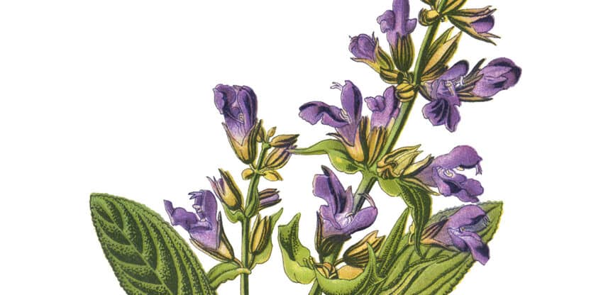 Detaillierte botanische Illustration einer blühenden Salbei-Pflanze mit violetten Blüten und grünen Blättern.