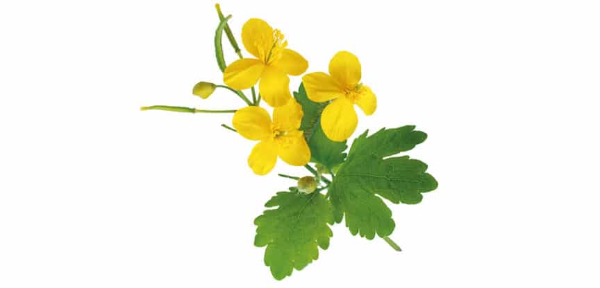 Gelbe Blüten der Schöllkrautpflanze mit grünem gefiedertem Blatt auf weißem Hintergrund.