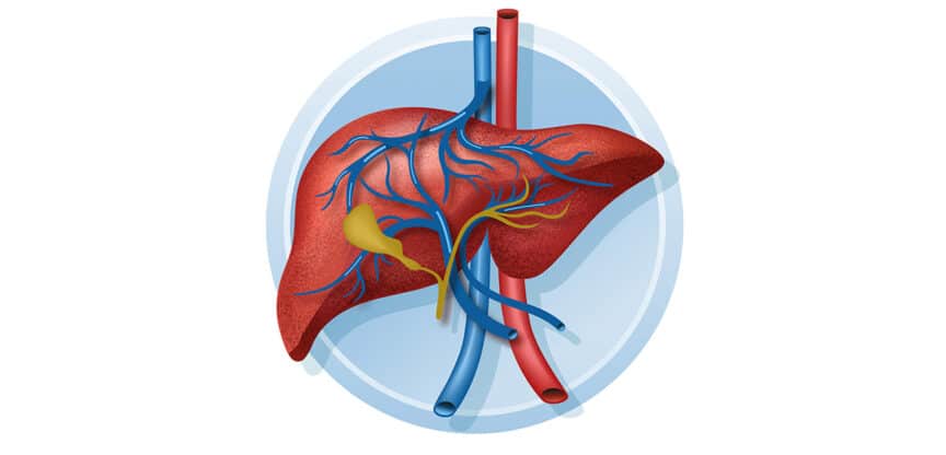 „Illustration einer menschlichen Leber mit farblich hervorgehobenen Blutgefäßen in Blau und Rot sowie den Gallengängen in Gelb. Die Darstellung zeigt die Anatomie und Durchblutung der Leber in einem kreisförmigen Rahmen.“