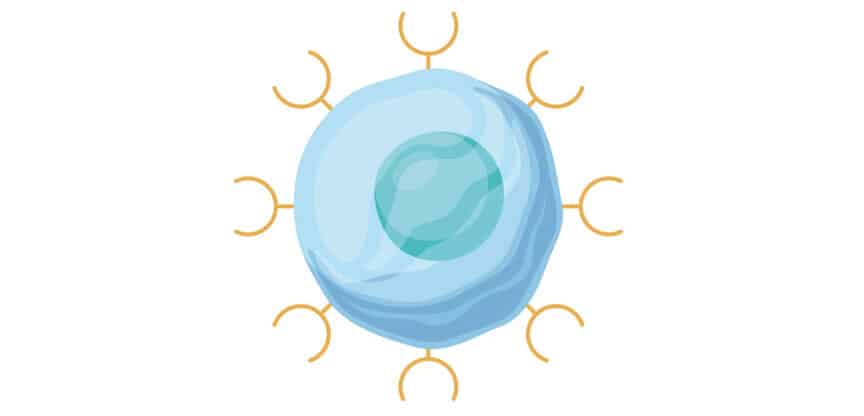 Illustration einer blauen Zelle mit vielen gelben Rezeptoren oder Andockstellen rundherum.