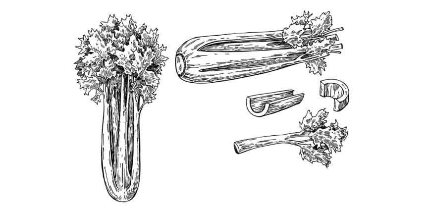Sellerie