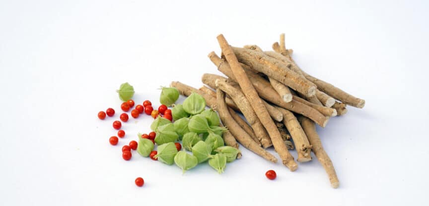 Ashwagandha-Wurzeln mit roten Beeren und grünen Fruchthüllen auf weißem Hintergrund