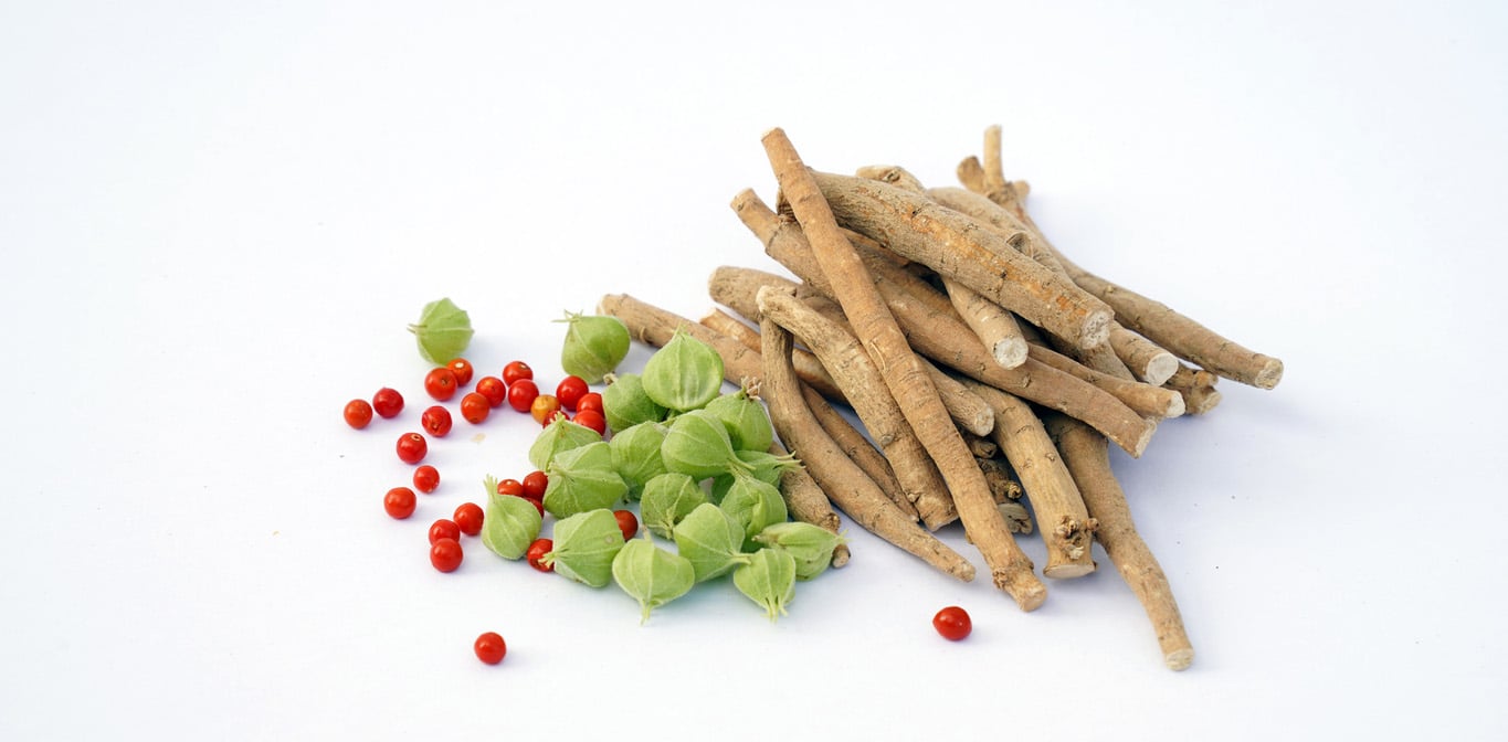 Ashwagandha-Wurzeln mit roten Beeren und grünen Fruchthüllen auf weißem Hintergrund