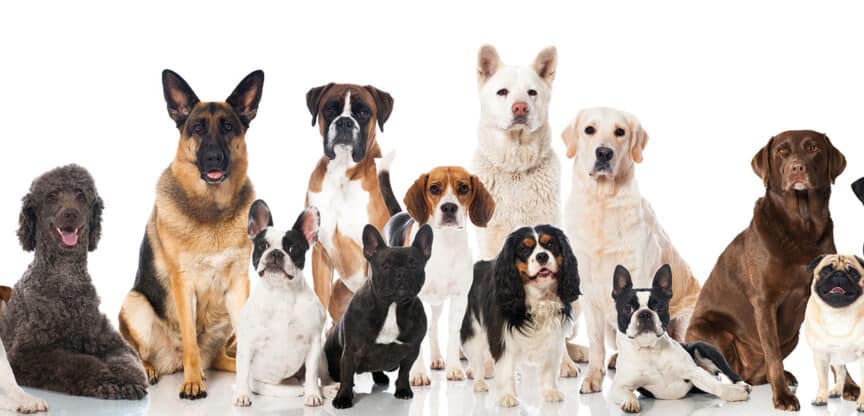Viele verschiedene Hunde