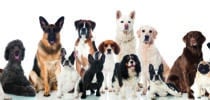 Viele verschiedene Hunde