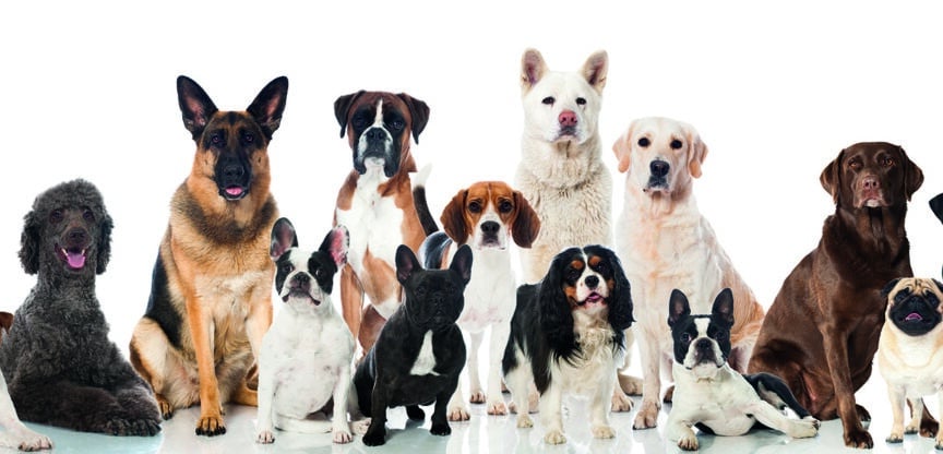 Viele verschiedene Hunde