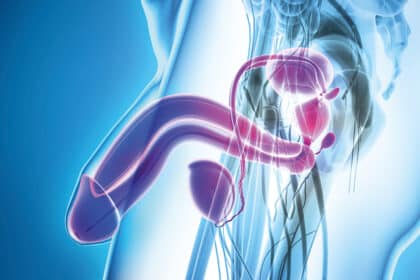 3D-Illustration des männlichen Fortpflanzungssystems mit Penis, Hoden, Samenleiter und Prostata.