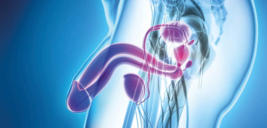 3D-Illustration des männlichen Fortpflanzungssystems mit Penis, Hoden, Samenleiter und Prostata.