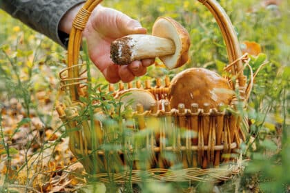 Ein Korb mit Schwammerl im Grünen