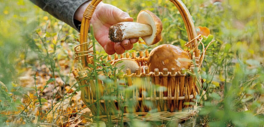 Ein Korb mit Schwammerl im Grünen