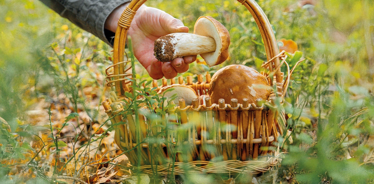 Ein Korb mit Schwammerl im Grünen