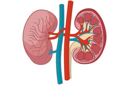 Illustration einer menschlichen Niere, teils im Querschnitt gezeigt – mit sichtbaren Blutgefäßen, Nierenrinde und Markpyramiden. Symbolbild für Nierenfunktion oder Erkrankungen der Harnorgane.