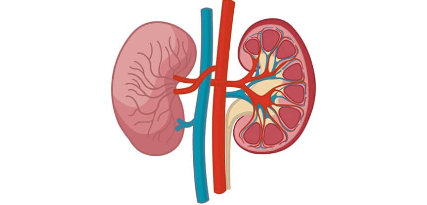 Illustration einer menschlichen Niere, teils im Querschnitt gezeigt – mit sichtbaren Blutgefäßen, Nierenrinde und Markpyramiden. Symbolbild für Nierenfunktion oder Erkrankungen der Harnorgane.