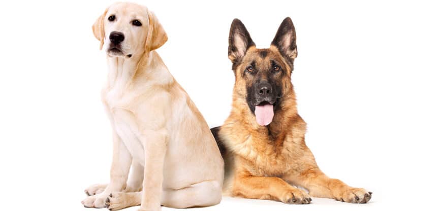 Zwei Hunde sitzen nebeneinander auf weißem Hintergrund, einer hellbeige, der andere braun-schwarz.