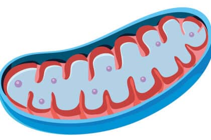 Schematische Darstellung einer Mitochondrien-Struktur mit gefalteter innerer Membran und Zellbestandteilen.