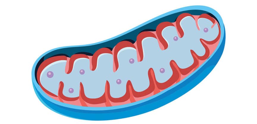 Schematische Darstellung einer Mitochondrien-Struktur mit gefalteter innerer Membran und Zellbestandteilen.