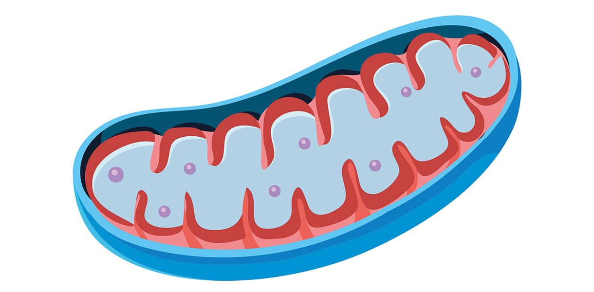 Schematische Darstellung einer Mitochondrien-Struktur mit gefalteter innerer Membran und Zellbestandteilen.