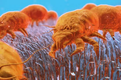 Stark vergrößerte Darstellung von orangefarbenen Hausstaubmilben, die sich auf Textilfasern bewegen.