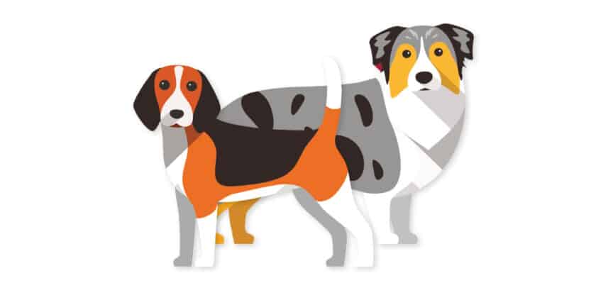 Illustration von zwei Hunden