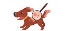 Illustration eines Hundes mit Hautausschlag; eine Lupe zeigt rote, entzündete Stellen im Fell.