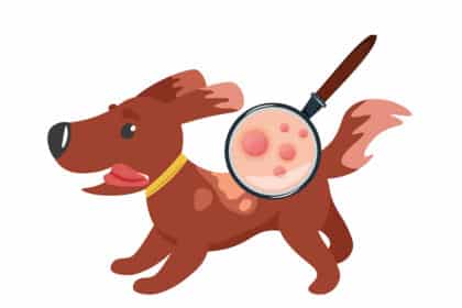 Illustration eines Hundes mit Hautausschlag; eine Lupe zeigt rote, entzündete Stellen im Fell.