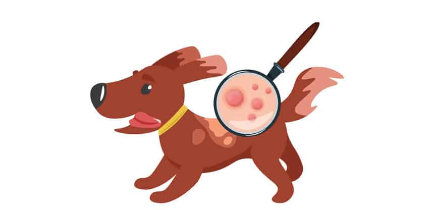Illustration eines Hundes mit Hautausschlag; eine Lupe zeigt rote, entzündete Stellen im Fell.