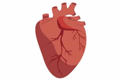 Illustration eines anatomischen menschlichen Herzens mit sichtbaren Blutgefäßen.